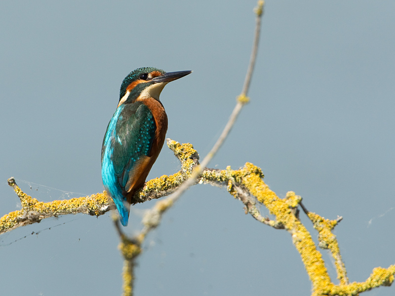 Alcedo atthis IJsvogel Common Kingfisher